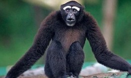 长臂猴圈内爆料,揭秘娱乐圈幕后真相